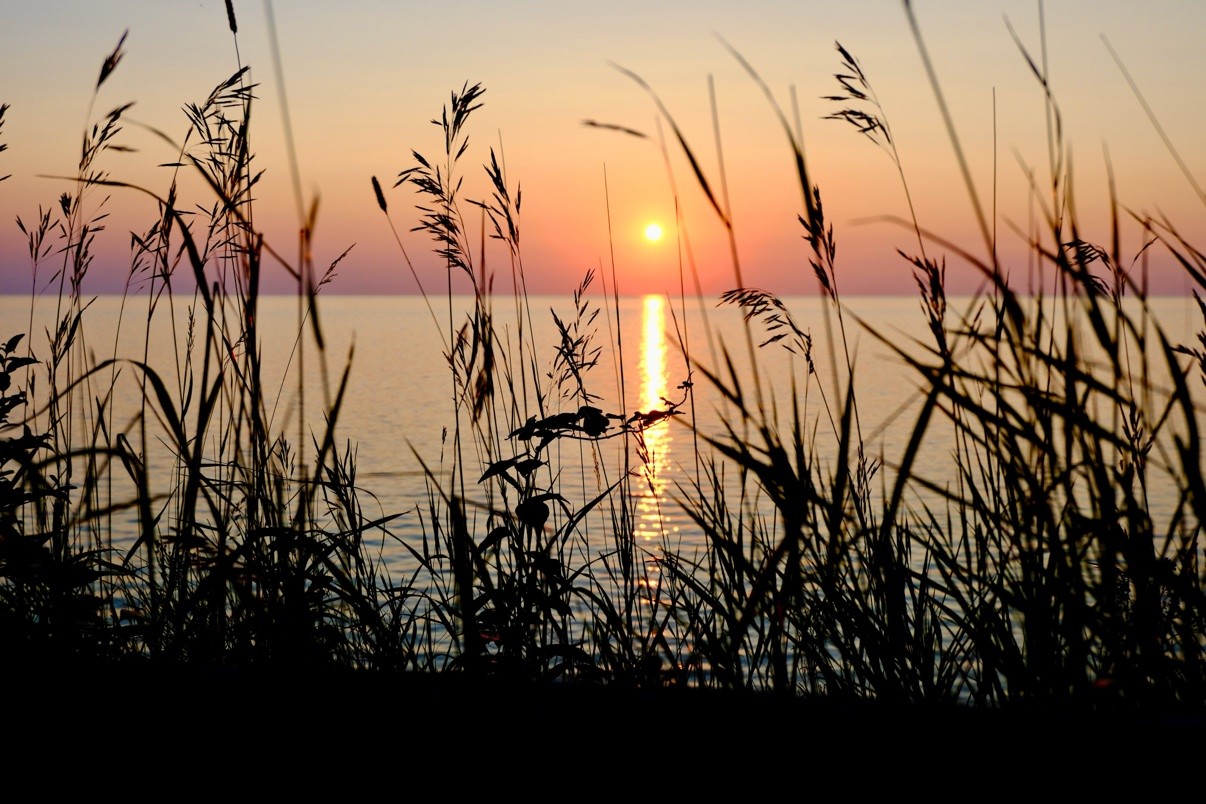 Sunset over calm water, seen through silhouetted beach grass
